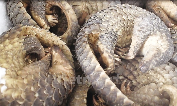 Vấn nạn buôn bán động vật hoang dã: Đường đi lắt léo của động vật hoang dã đến tay người tiêu dùng